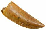 Serrated Raptor Tooth - Real Dinosaur Tooth #355550-1